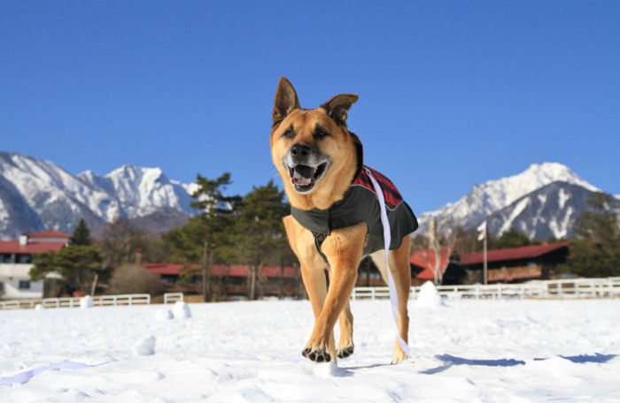 f:id:mamimami_LA:20150105122121j:image