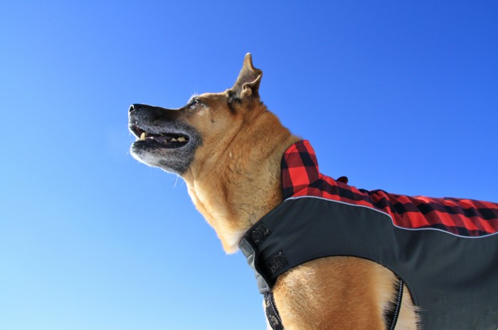 f:id:mamimami_LA:20150105122254j:image