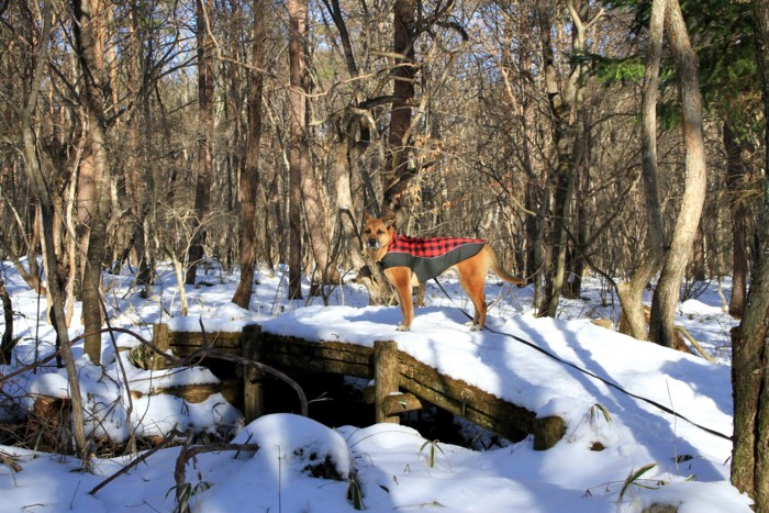 f:id:mamimami_LA:20150105135227j:image