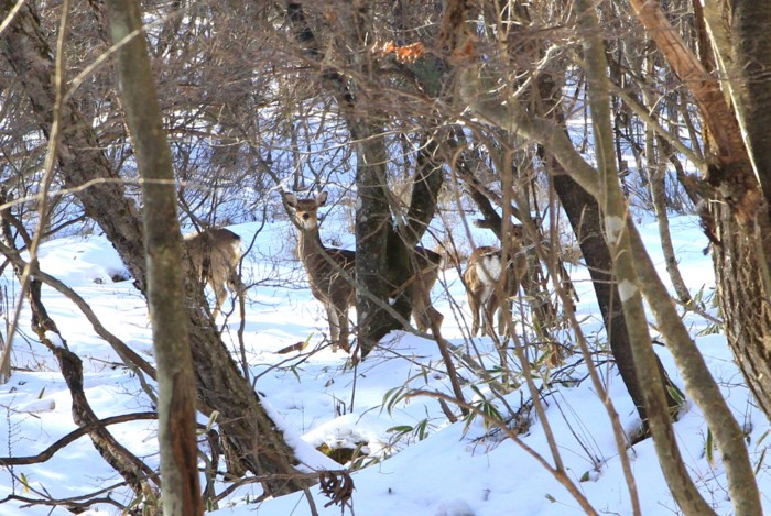 f:id:mamimami_LA:20150105140606j:image