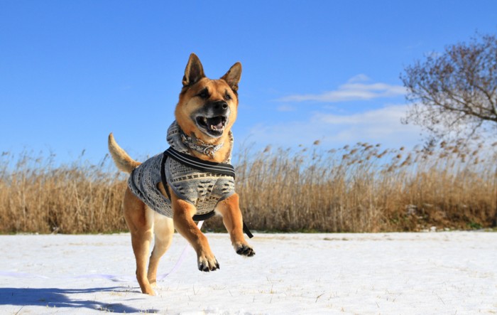 f:id:mamimami_LA:20150131095233j:image