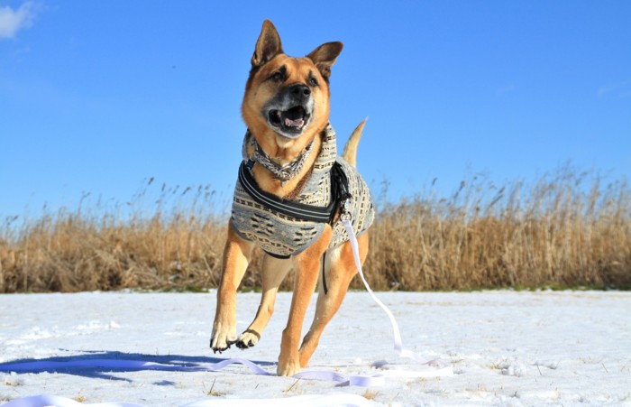 f:id:mamimami_LA:20150131095300j:image