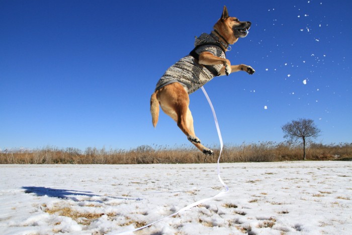 f:id:mamimami_LA:20150131101807j:image