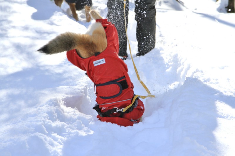 f:id:mamimami_LA:20150221092530j:image f:id:mamimami_LA:20150221092530j:image