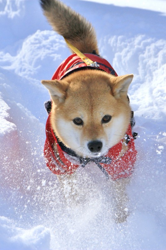 f:id:mamimami_LA:20150221092712j:image f:id:mamimami_LA:20150221092712j:image