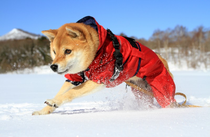 f:id:mamimami_LA:20150221095235j:image f:id:mamimami_LA:20150221095235j:image