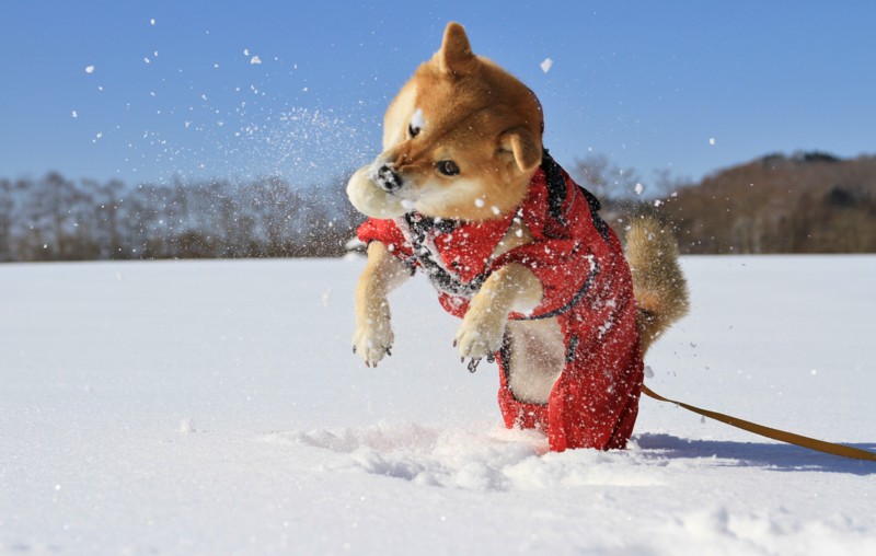 f:id:mamimami_LA:20150221095409j:image f:id:mamimami_LA:20150221095409j:image