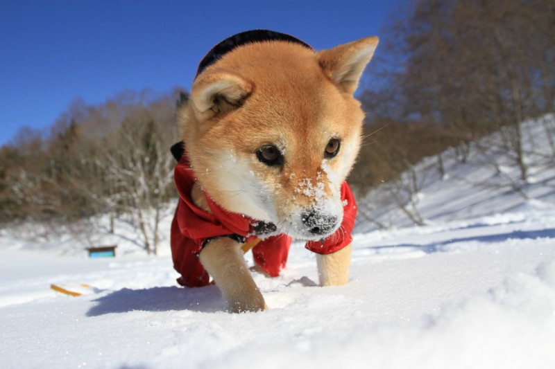 f:id:mamimami_LA:20150221095851j:image f:id:mamimami_LA:20150221095851j:image