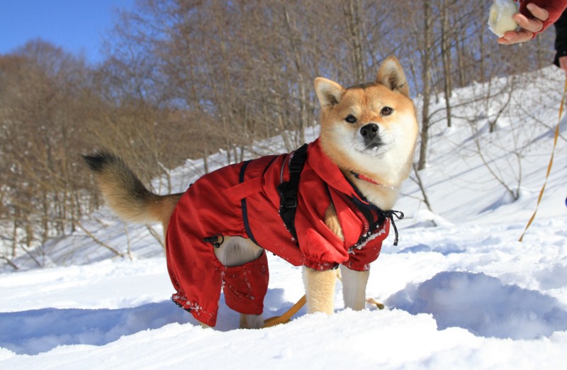 f:id:mamimami_LA:20150221100015j:image f:id:mamimami_LA:20150221100015j:image