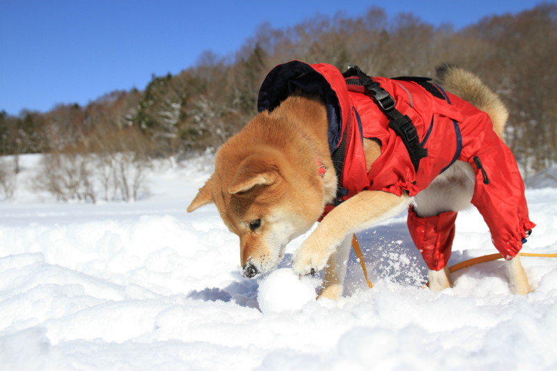 f:id:mamimami_LA:20150221103248j:image f:id:mamimami_LA:20150221103248j:image