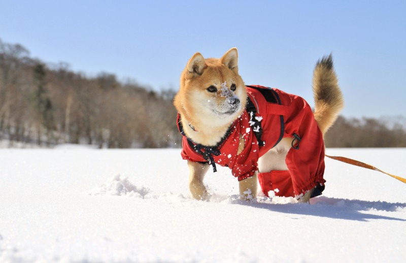 f:id:mamimami_LA:20150221103629j:image f:id:mamimami_LA:20150221103629j:image