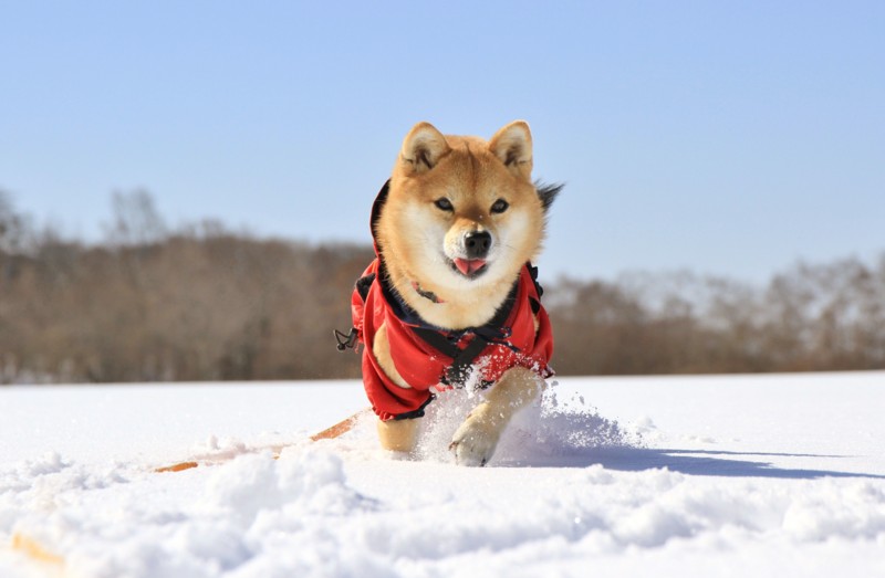 f:id:mamimami_LA:20150221104024j:image f:id:mamimami_LA:20150221104024j:image