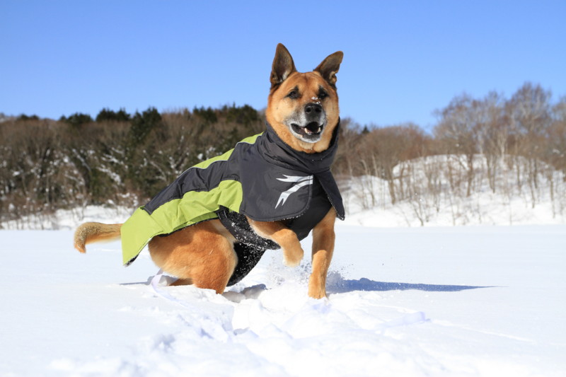 f:id:mamimami_LA:20150221104854j:image f:id:mamimami_LA:20150221104854j:image