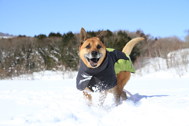 f:id:mamimami_LA:20150221105010j:image f:id:mamimami_LA:20150221105010j:image