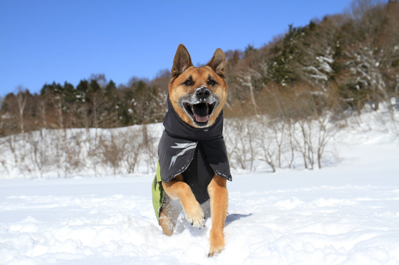 f:id:mamimami_LA:20150221105637j:image f:id:mamimami_LA:20150221105637j:image