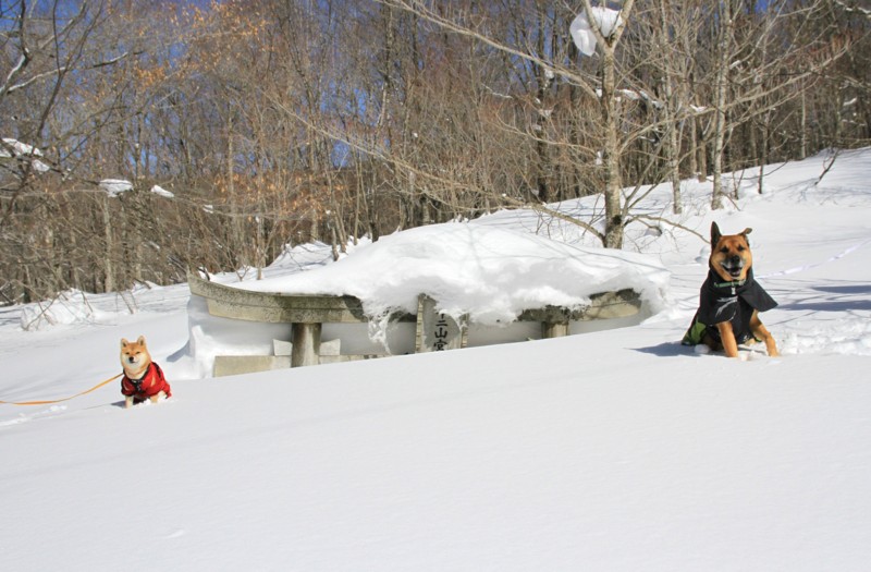 f:id:mamimami_LA:20150221113317j:image f:id:mamimami_LA:20150221113317j:image