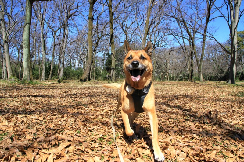 f:id:mamimami_LA:20150311105524j:image