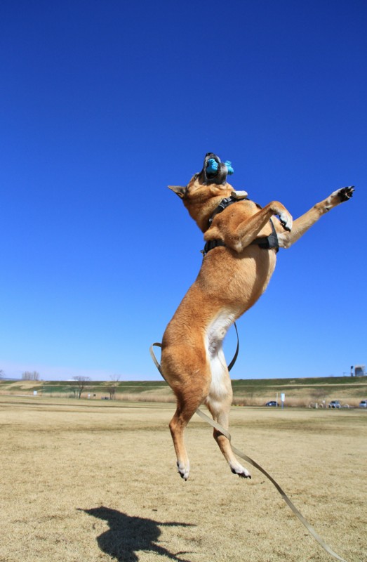 f:id:mamimami_LA:20150311111931j:image