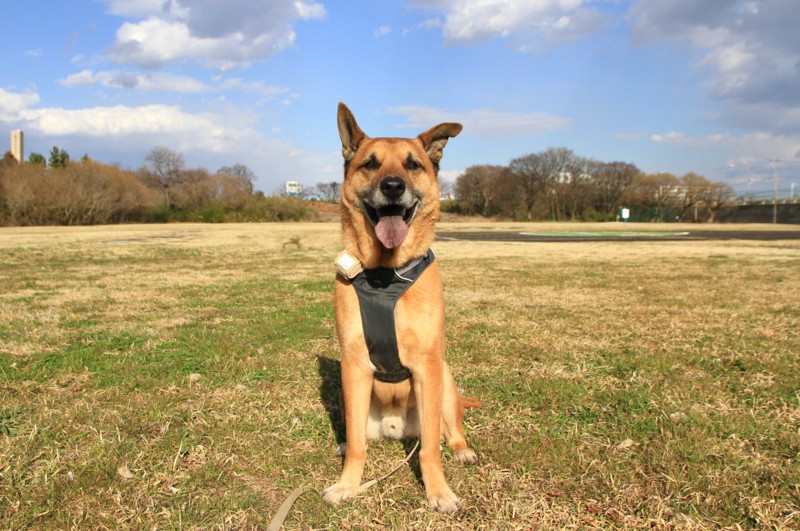 f:id:mamimami_LA:20150311152740j:image f:id:mamimami_LA:20150311152740j:image