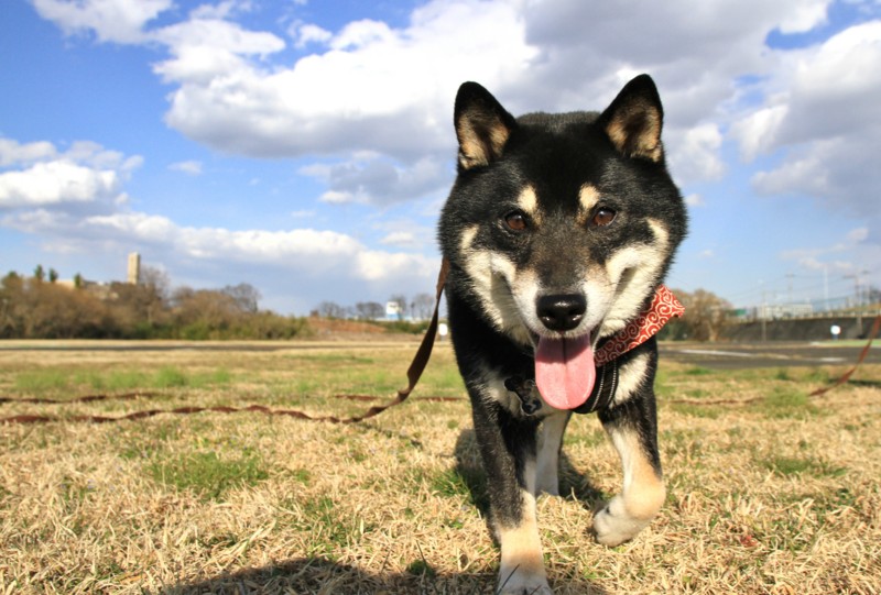 f:id:mamimami_LA:20150311153817j:image