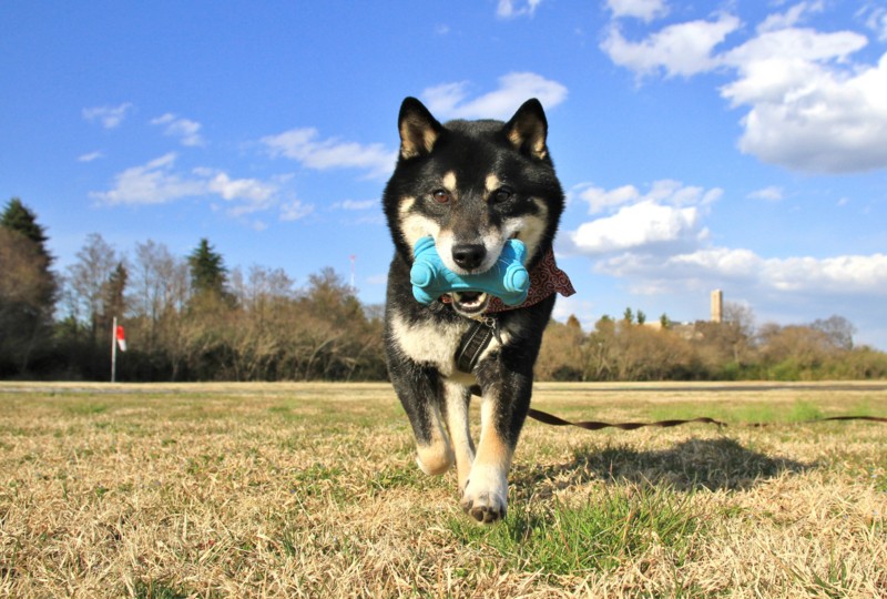 f:id:mamimami_LA:20150311153823j:image