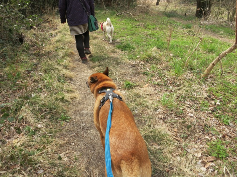 f:id:mamimami_LA:20150316101836j:image f:id:mamimami_LA:20150316101836j:image