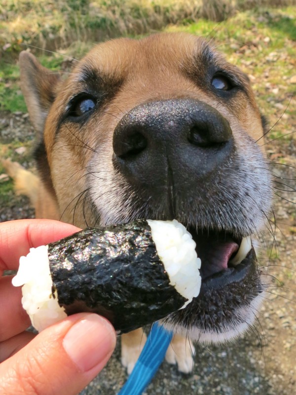 f:id:mamimami_LA:20150316104236j:image f:id:mamimami_LA:20150316104236j:image