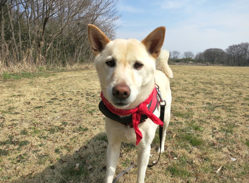 f:id:mamimami_LA:20150316120521j:image f:id:mamimami_LA:20150316120521j:image