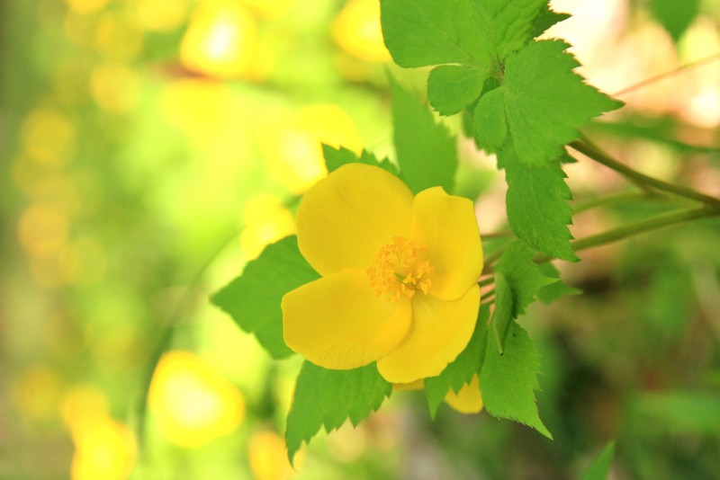 f:id:mamimami_LA:20150429080202j:image