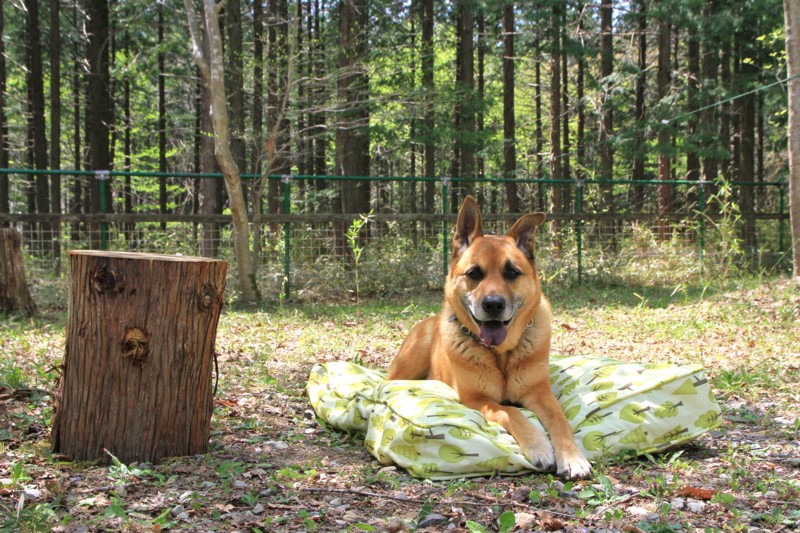 f:id:mamimami_LA:20150429122133j:image