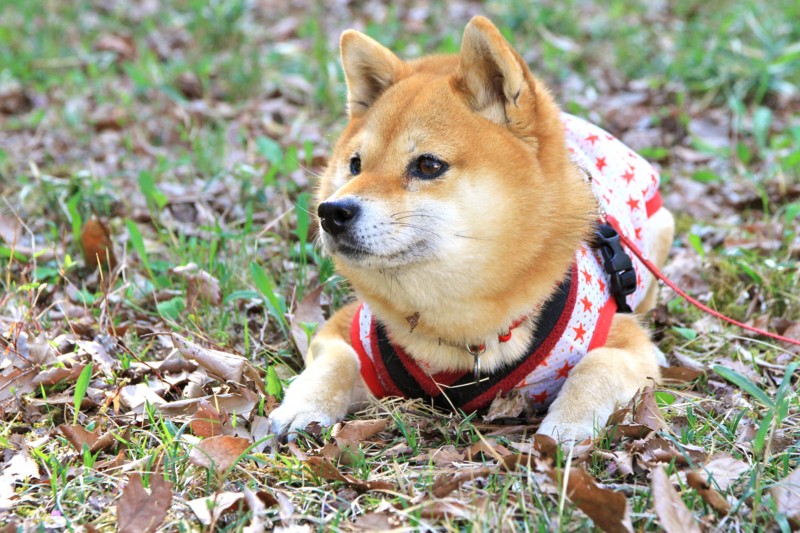 f:id:mamimami_LA:20150429154948j:image