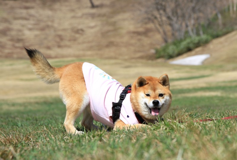 f:id:mamimami_LA:20150430091214j:image