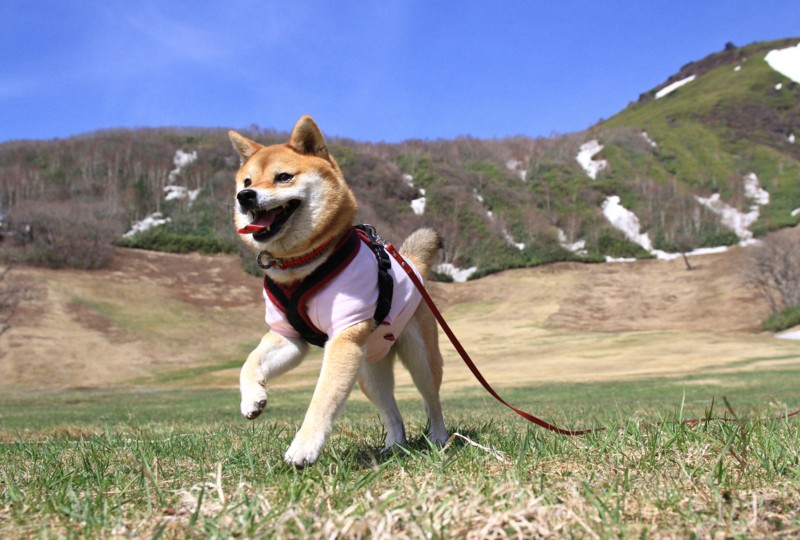 f:id:mamimami_LA:20150430091353j:image