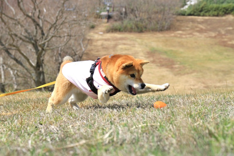 f:id:mamimami_LA:20150430093345j:image