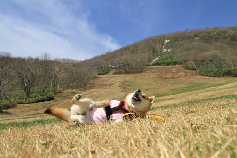 f:id:mamimami_LA:20150430094313j:image