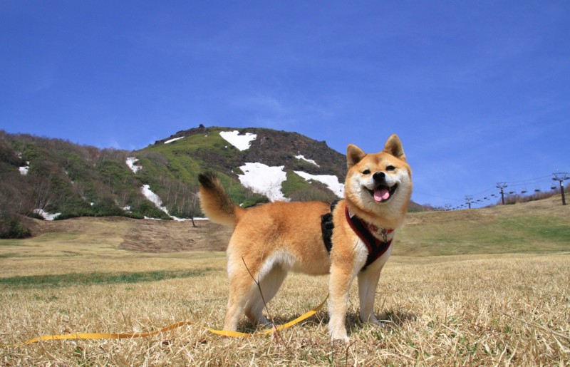 f:id:mamimami_LA:20150430095545j:image