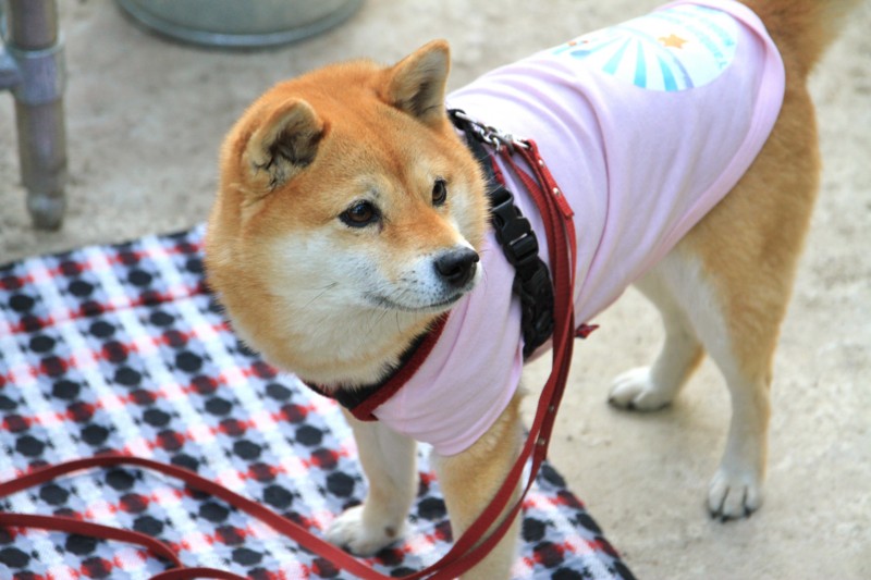 f:id:mamimami_LA:20150430175858j:image f:id:mamimami_LA:20150430175858j:image