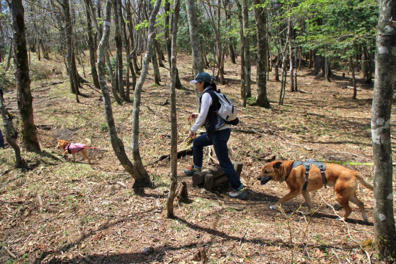 f:id:mamimami_LA:20150501114032j:image f:id:mamimami_LA:20150501114032j:image