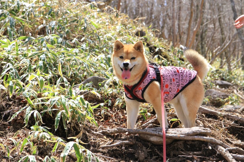 f:id:mamimami_LA:20150501115417j:image f:id:mamimami_LA:20150501115417j:image