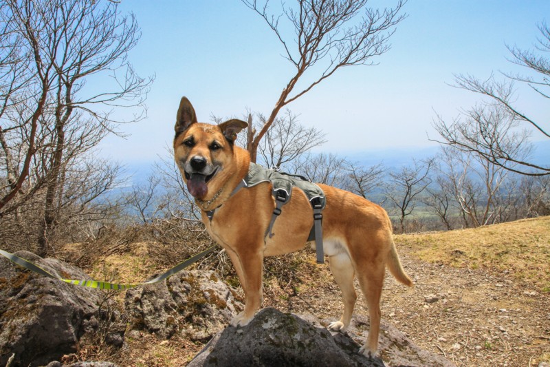 f:id:mamimami_LA:20150501120308j:image f:id:mamimami_LA:20150501120308j:image