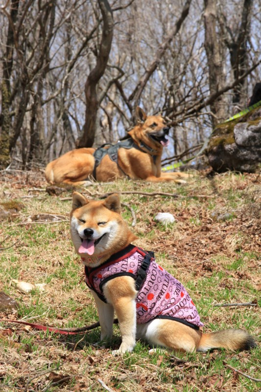 f:id:mamimami_LA:20150501120834j:image f:id:mamimami_LA:20150501120834j:image