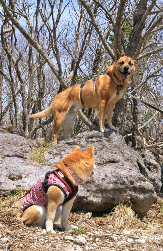 f:id:mamimami_LA:20150501121000j:image f:id:mamimami_LA:20150501121000j:image