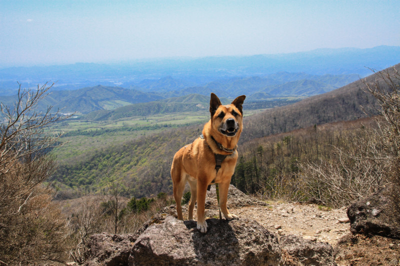 f:id:mamimami_LA:20150501121252j:image f:id:mamimami_LA:20150501121252j:image