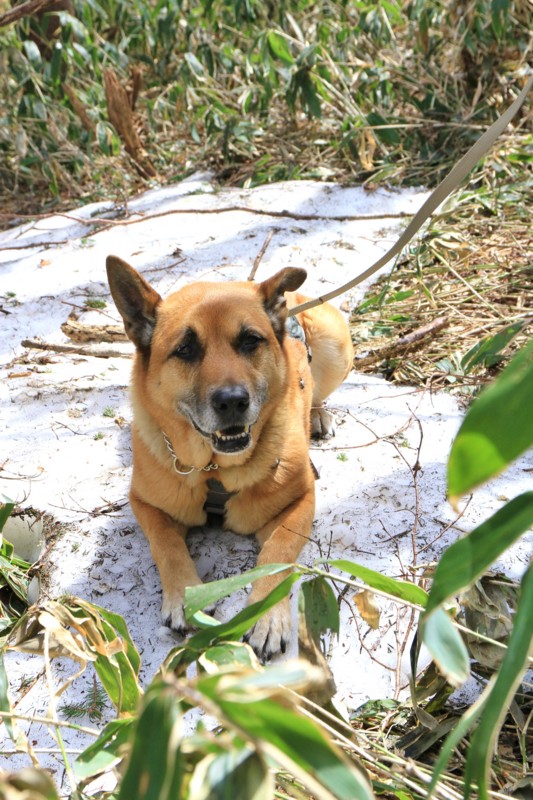 f:id:mamimami_LA:20150501131024j:image f:id:mamimami_LA:20150501131024j:image