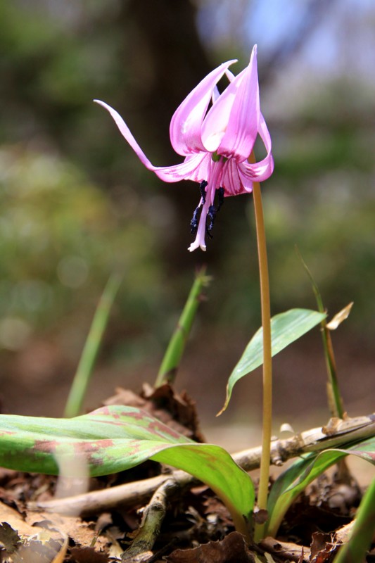 f:id:mamimami_LA:20150501132056j:image f:id:mamimami_LA:20150501132056j:image