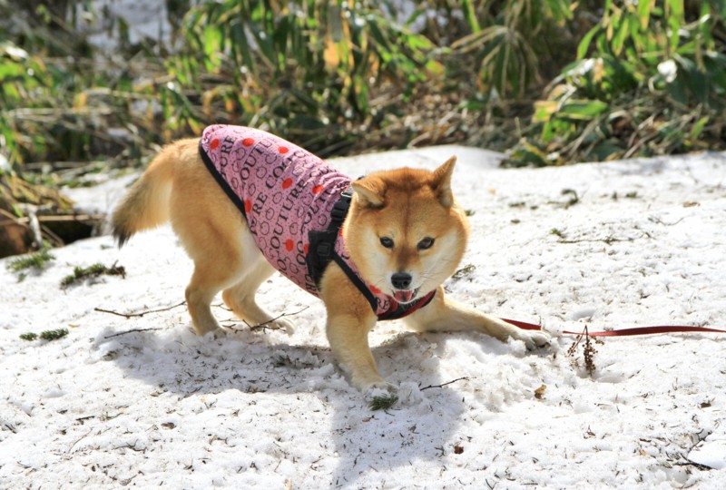 f:id:mamimami_LA:20150501134259j:image f:id:mamimami_LA:20150501134259j:image