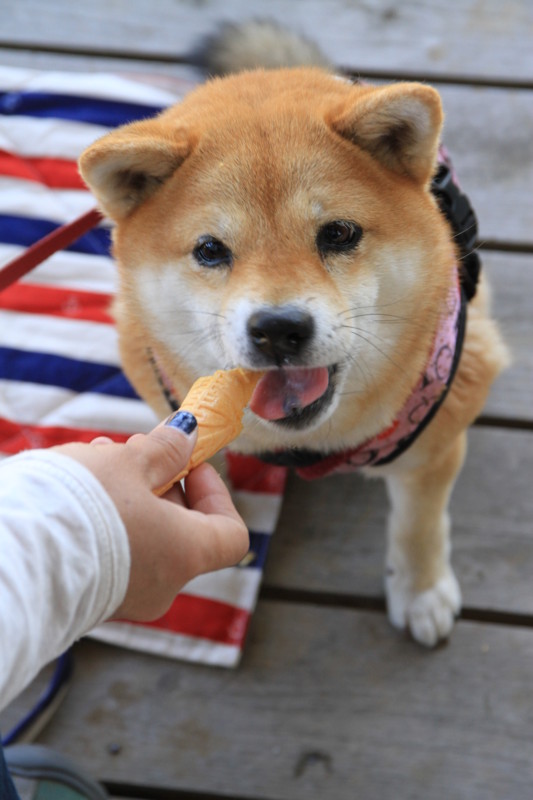 f:id:mamimami_LA:20150501144401j:image f:id:mamimami_LA:20150501144401j:image