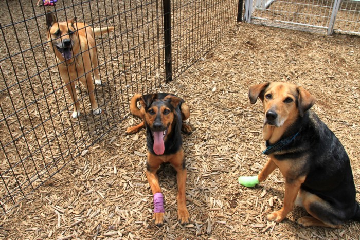 f:id:mamimami_LA:20150611094157j:plain