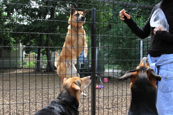 f:id:mamimami_LA:20150611094233j:plain