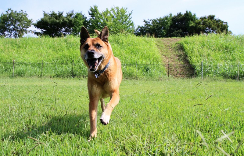 f:id:mamimami_LA:20150819092234j:plain